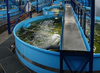 Разведение сомов и мальков форели, Псков, недвижимость в собственность