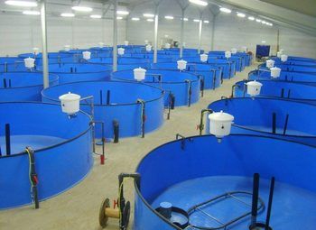 Разведение сомов и мальков форели, Псков, недвижимость в собственность