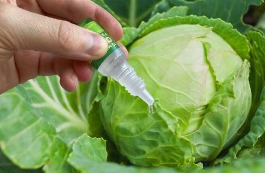 Фото 2 Магазин семян/удачная локация