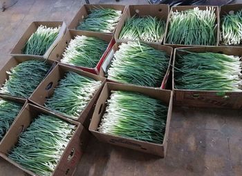 Теплица по выращиваю лука / Быстрая окупаемость