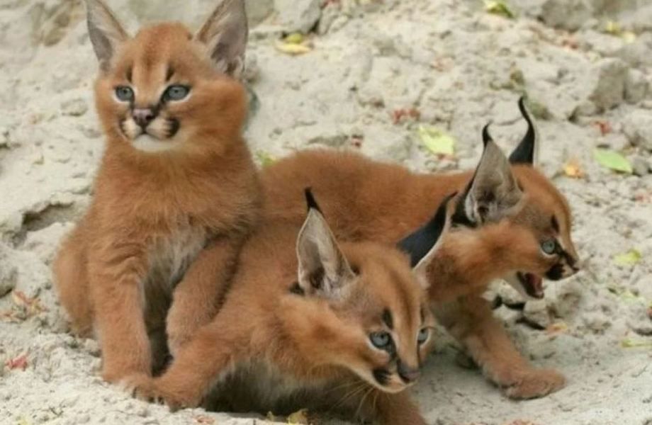 Питомник по разведению элитных кошек