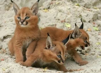 Питомник по разведению элитных кошек