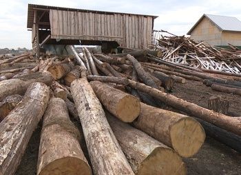 Фото Лесопильное производство с высокоточным оборудование и низкой арендой