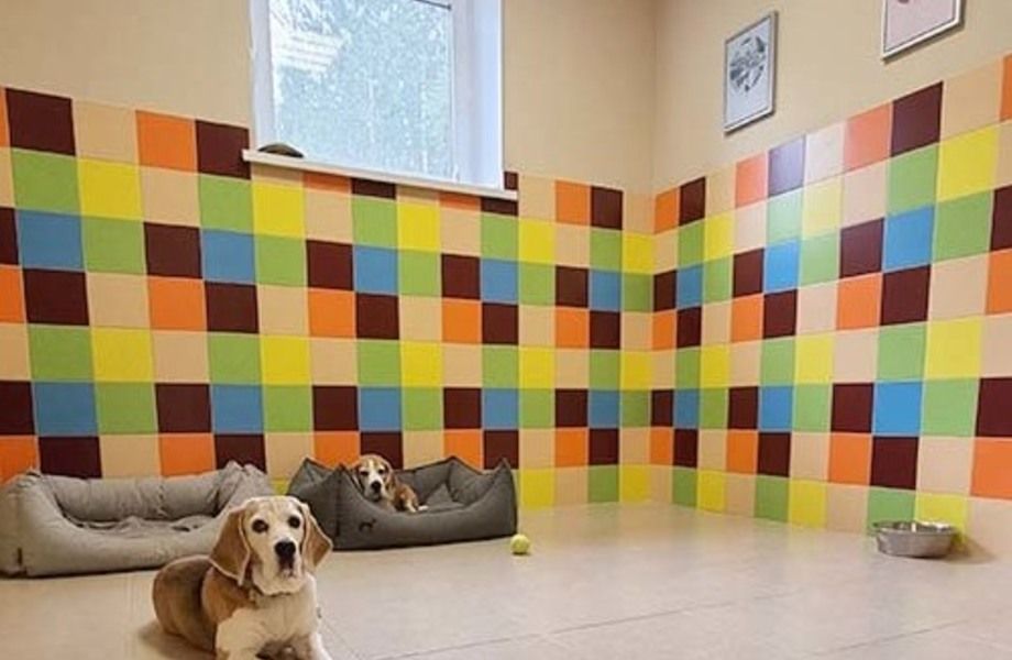 Фото 3 Зоогостиница с груминг салоном в центре Санкт-Петербурга