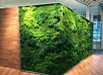 Интернет магазин / Стабилизированные растения