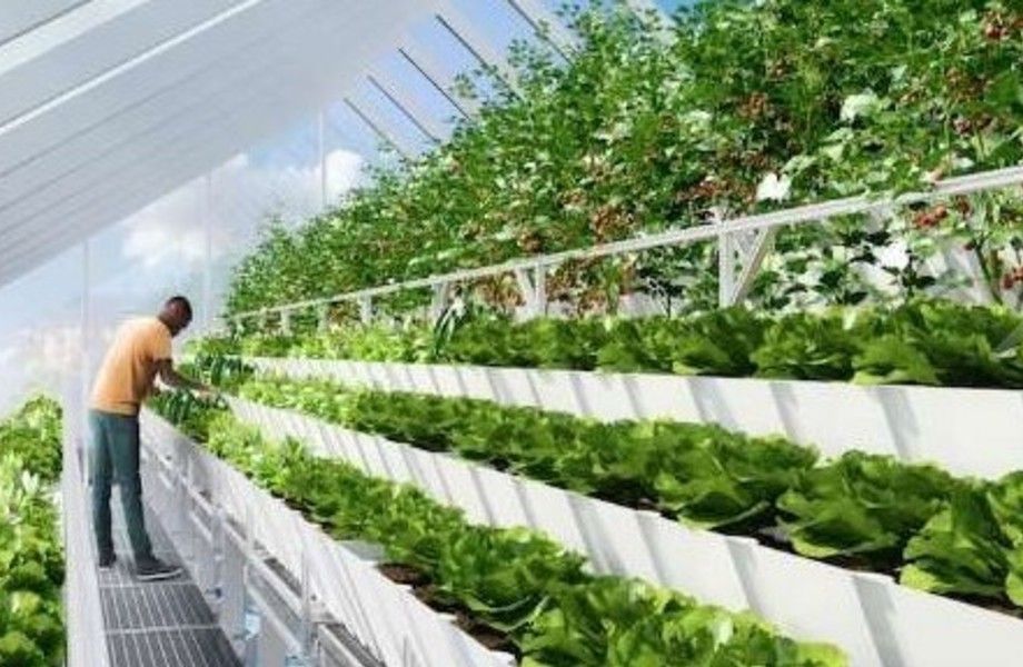Теплица 1000 м² / клубника овощи зелень 