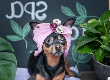 Фото Сеть SPA-зооотелей для животных.