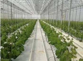Фото 3 Продается прибыльный тепличный комплекс