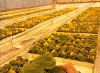 Фото Продается прибыльный тепличный комплекс