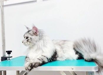 Фото 3 Отель для кошек с груминг кабинетом / работает 3 года