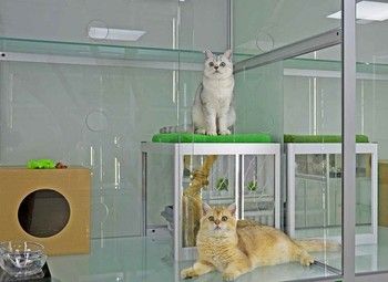 Фото 2 Отель для кошек с груминг кабинетом / работает 3 года