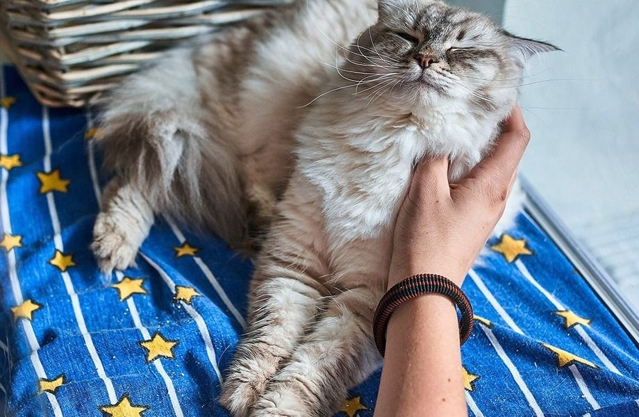 Фото 5 Гостиница для кошек в бизнес центре
