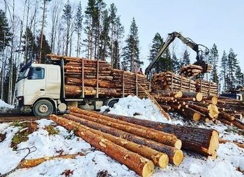Фото Готовый бизнес по лесозаготовке, с арендой на 49 лет