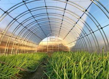 Фото Теплица для выгонки пера с подтвержденной прибылью 330.000тыс