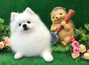 Создание салона ухода за животными 