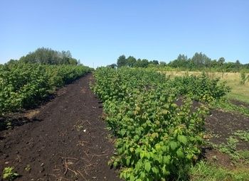 Фото Малиновая плантация в Калужской области