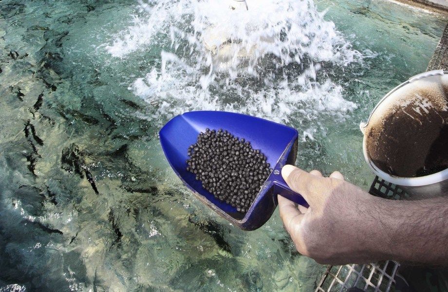 Производство корма для форелевых и осетровых пород рыб