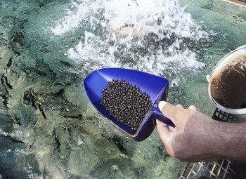 Фото Производство корма для форелевых и осетровых пород рыб