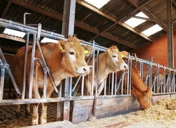 Фермерское хозяйство в собственность с домом