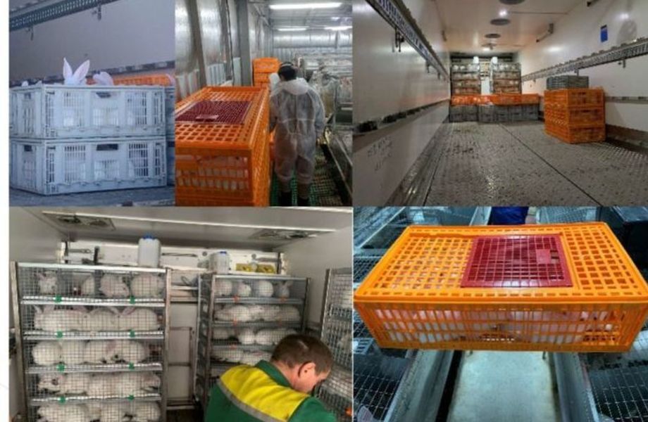 Фото 2 Ферма по созданию мяса кролика