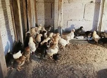 Животноводческая ферма с крупными контрактами