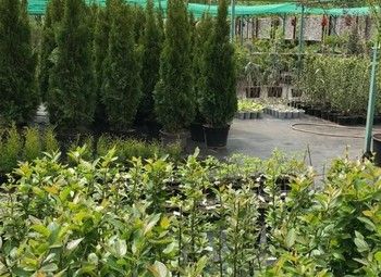 Питомник декоративных растений