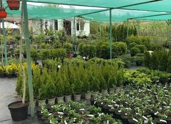 Питомник декоративных растений