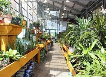 Фото 3 Интернет-магазин по продаже саженцев