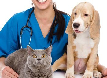 Ветеринарная клиника на 6 кабинетов с новым оборудованием на Юге 