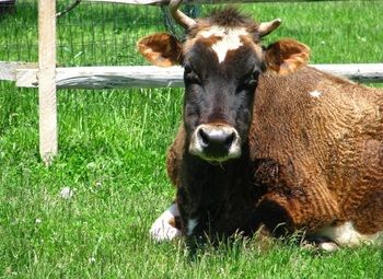 Фермерский комплекс в Приморском крае 