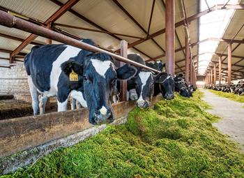 Фото 3 Животноводческая ферма в Ленинградской области