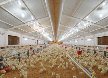 Фото 2 Животноводческая ферма в Ленинградской области