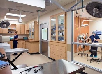 Новая ветеринарная клиника с аптекой и зоомагазином