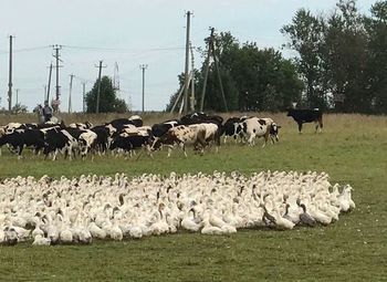 Ферма в собственность - 40 Га