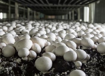 Действующая агроферма. З/у 70 Га, теплица 1,2 Га