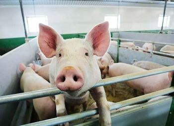 Ферма 1 Га / сельхоз назначение земли