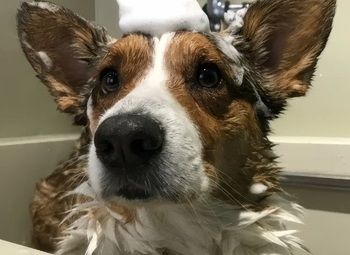 Фото 3 Груминг салон / Клиентская база за 10 лет / Понятный потенциал роста