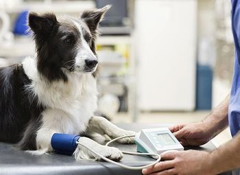 Фото Ветеринарная клиника/ окупаемость меньше года/ клиника работает 14 лет