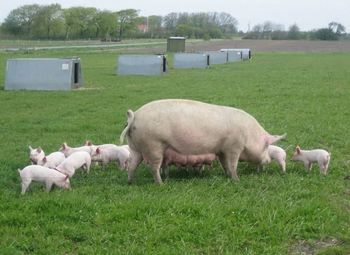 Ферма по выращиванию молочных поросят / Постоянные заказчики