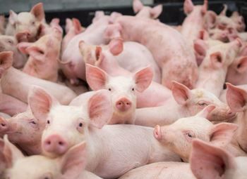 Ферма по выращиванию молочных поросят / Постоянные заказчики