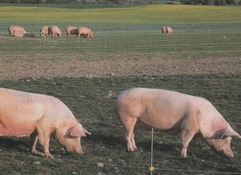 Ферма по выращиванию молочных поросят / Постоянные заказчики