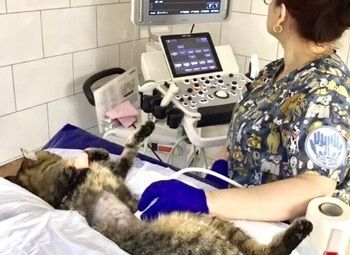 Фото Ветеринарная Клиника в Подольске