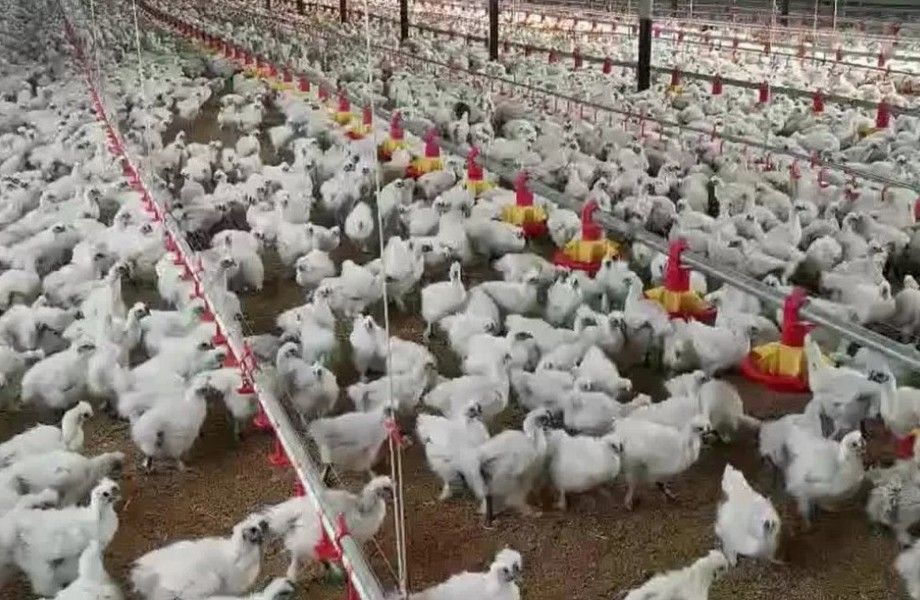 Фото 1 Птицефабрика с подтвержденной прибылью и землей в собственность