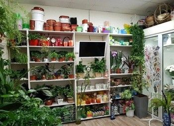Фото 3 Магазин горшечных растений/цветы для дома на набережной