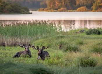 Фото Охотничье угодье в Карелии