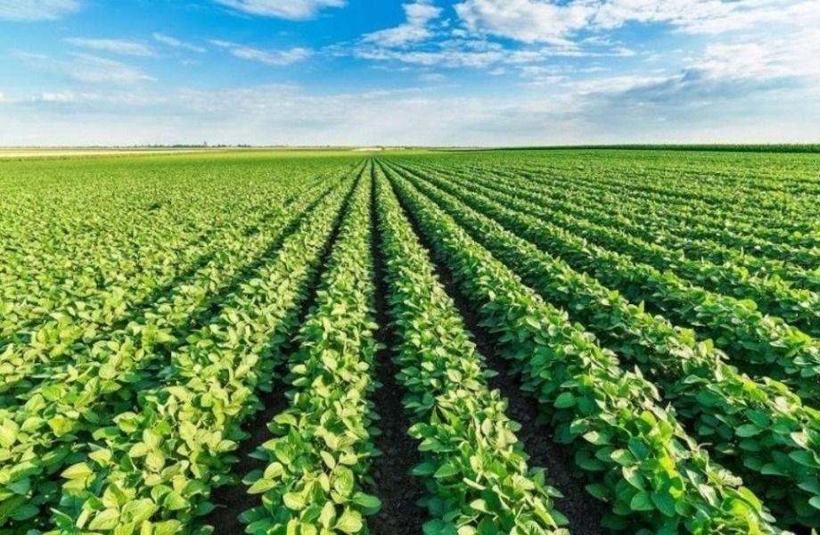 Фото 3 Ферма в собственность с оборудованием и строениями