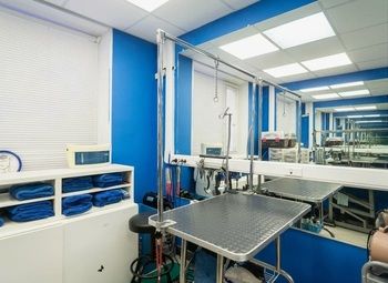 Фото 2 Грумминг в густонаселённом районе города