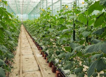 Фото 3 Агрокомплекс в собственности / сбыт в продуктовые сети