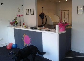 Фото 2 Груминг салон в спальном квартале без конкурентов