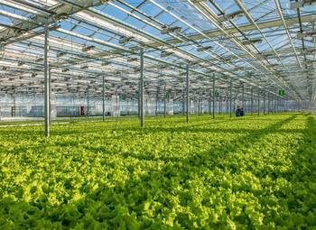 Бизнес на выpащивaнии фермерcкой cвежeй зeлeни